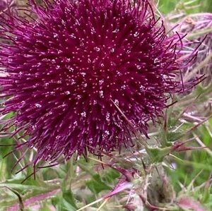 Meet your Posher, Pamela